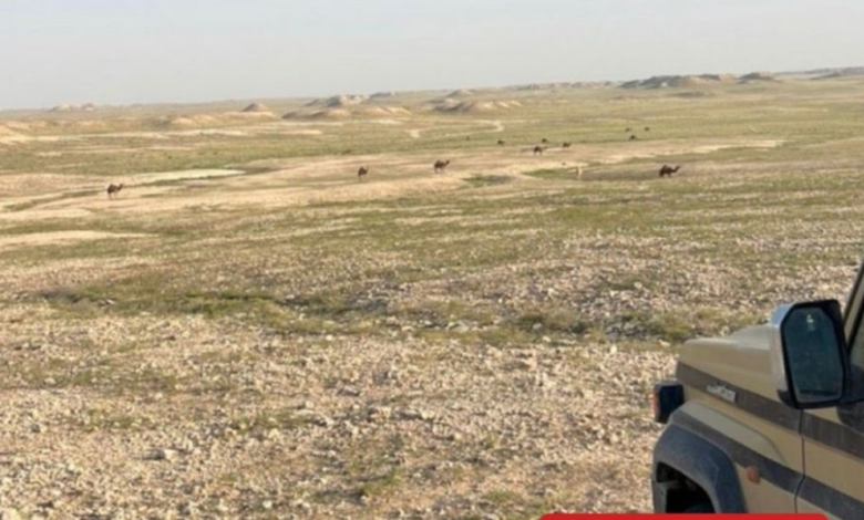 Violation of camel grazing regulations in the King Abdulaziz Royal Reserve