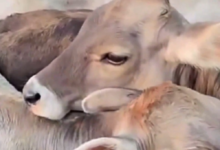 An elderly woman was killed and her husband injured after being attacked by a herd of cows in Austria