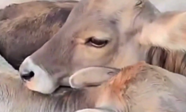 An elderly woman was killed and her husband injured after being attacked by a herd of cows in Austria