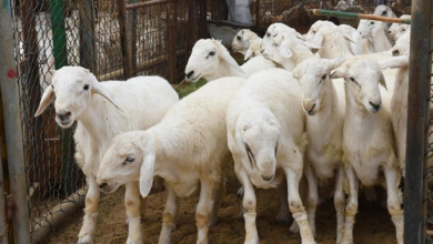 Slaughtering permits for sacrificial animals in Riyadh: Conditions and comprehensive veterinary supervision