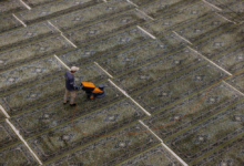 Care of the Two Holy Mosques: 35,000 carpets to improve the efficiency of the Grand Mosque