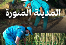جولات وقاء الرقابية بالمدينة: فحص 153 ألف ماشية وتعزيز الأمن الغذائي