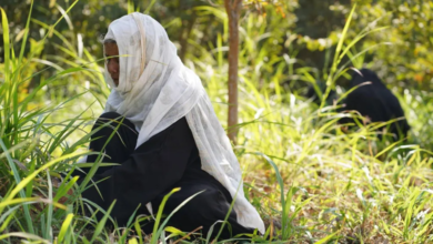 Agriculture and food security in Yemen are vulnerable due to climate change | Crisis analysis