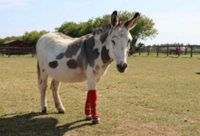 تبرع نادي أرسنال بجوارب لاعبيه للحمير: القصة الكاملة