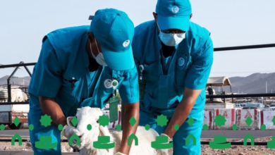 صحة الحجاج: فحص 8.1 مليون ماشية ودواجن خلال موسم الحج