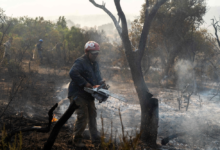 The EU's response to forest fires: A historic plan to tackle the summer