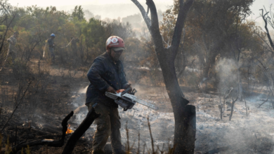 The EU's response to forest fires: A historic plan to tackle the summer