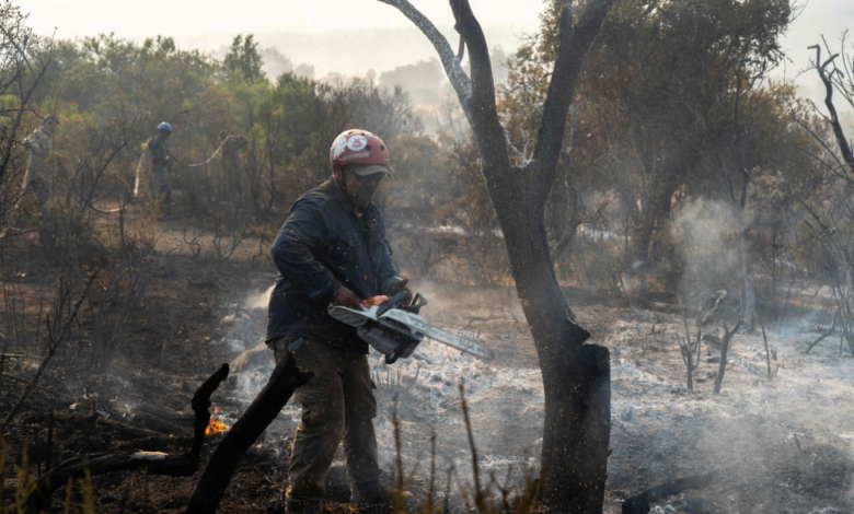 The EU's response to forest fires: A historic plan to tackle the summer
