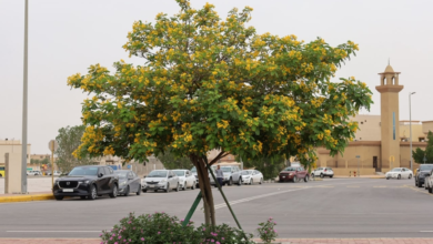مشروع ستريب بقيق: إنجاز 75% وتطور حضري شامل بالمحافظة