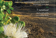 موسم جمع بذور اللصف: جهود السعودية لإعادة تأهيل البيئة