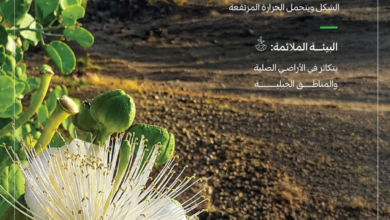 موسم جمع بذور اللصف: جهود السعودية لإعادة تأهيل البيئة