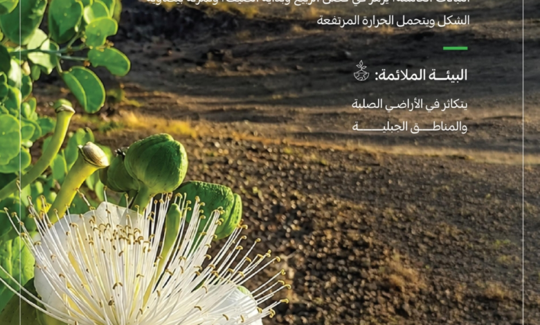 موسم جمع بذور اللصف: جهود السعودية لإعادة تأهيل البيئة