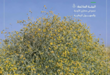 موسم جمع بذور العرفج: جهود السعودية لمكافحة التصحر