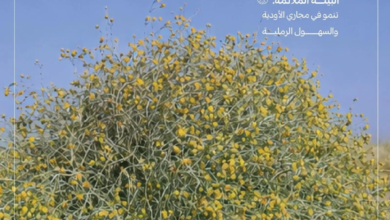 موسم بذور العرفج: خطوة جديدة لـ مكافحة التصحر بمناطق المملكة