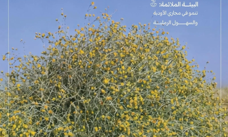 موسم بذور العرفج: خطوة جديدة لـ مكافحة التصحر بمناطق المملكة