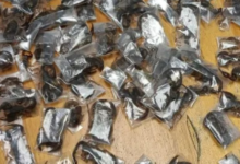 تهريب عقارب سامة: ضبط 150 عقرباً في مطار كيب تاون