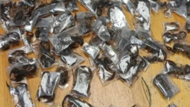 تهريب عقارب سامة: ضبط 150 عقرباً في مطار كيب تاون