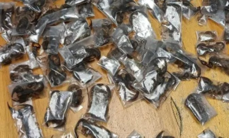 تهريب عقارب سامة: ضبط 150 عقرباً في مطار كيب تاون