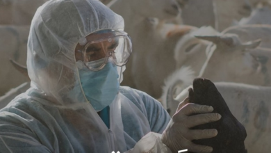مرض اللسان الأزرق: دليلك للوقاية وإجراءات مركز وقاء