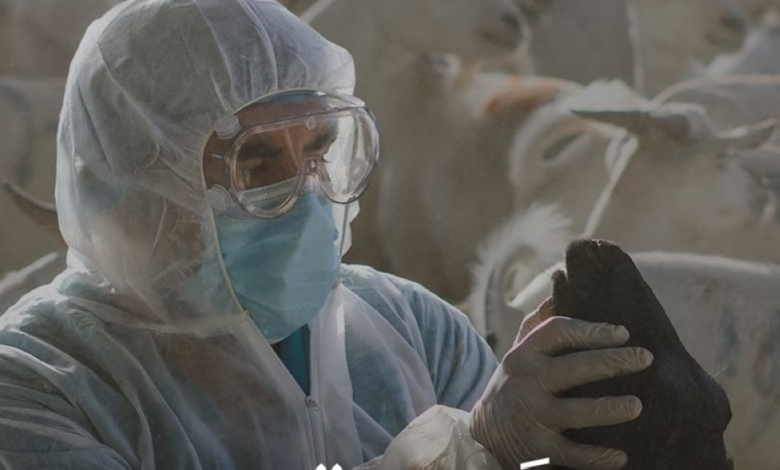 مرض اللسان الأزرق: دليلك للوقاية وإجراءات مركز وقاء