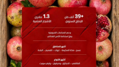 إنتاج الرمان في السعودية: أرقام قياسية تدعم الأمن الغذائي