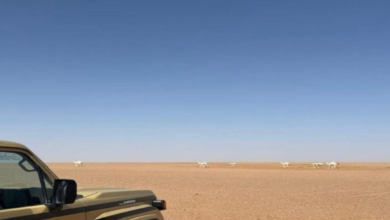 ضبط مخالفة رعي في محمية الملك عبدالعزيز الملكية وتفاصيل العقوبات