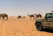 مخالفة الرعي في محمية الملك عبدالعزيز: ضبط مواطن وتطبيق العقوبات