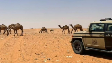 مخالفة الرعي في محمية الملك عبدالعزيز: ضبط مواطن وتطبيق العقوبات