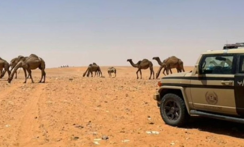 مخالفة الرعي في محمية الملك عبدالعزيز: ضبط مواطن وتطبيق العقوبات