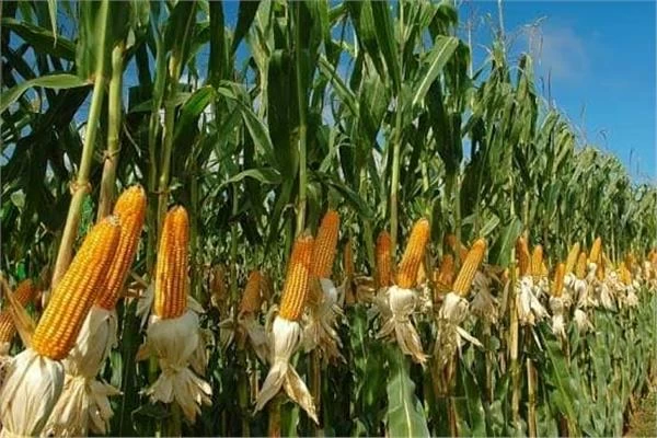 أسعار الذرة ترتفع عالمياً: كيف يؤثر الطقس الحار على غذائك؟