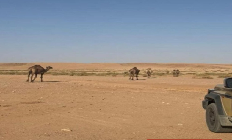 ضبط مخالفات بيئية في السعودية: تفاصيل عقوبات الرعي والتخييم