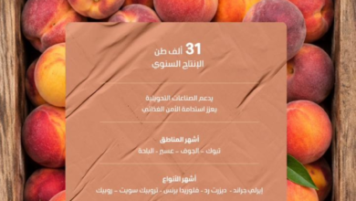 إنتاج الخوخ المحلي يغزو الأسواق السعودية بأكثر من 31 ألف طن