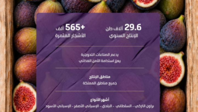 الإنتاج المحلي من فاكهة التين بالسعودية يسجل 29.6 ألف طن