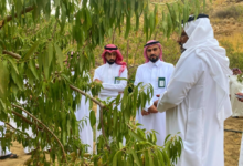 مستقبل اللوز البجلي: جهود حكومية لتنمية الزراعة الجبلية