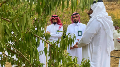 مستقبل اللوز البجلي: جهود حكومية لتنمية الزراعة الجبلية