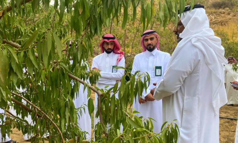 مستقبل اللوز البجلي: جهود حكومية لتنمية الزراعة الجبلية