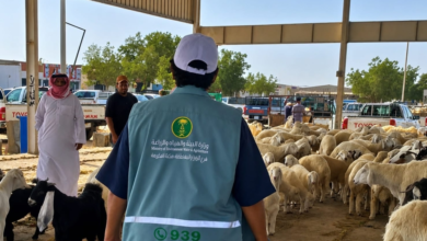 الحملة الرقابية على أسواق الماشية بمكة: حماية وأمن غذائي