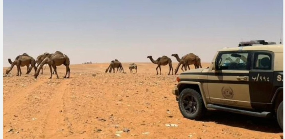 ضبط مخالف بالرعي في محمية الإمام تركي بن عبدالله الملكية - إكس الأمن البيئي