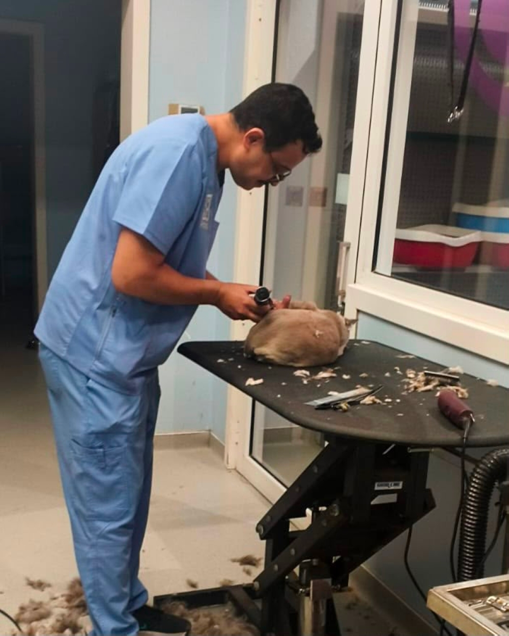 رصد 18 شكوى لأخطاء طبية في منشآت بيطرية بمكة