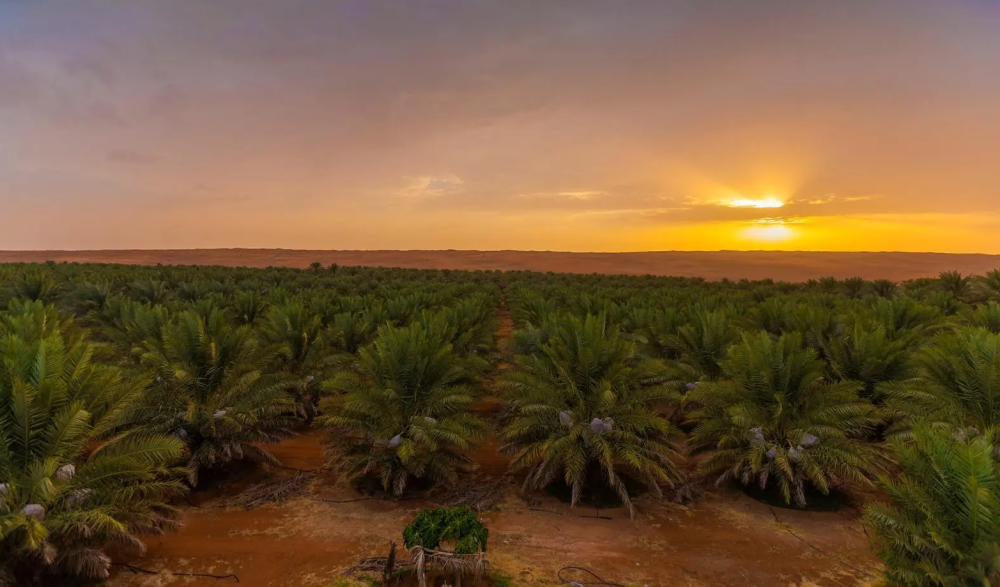 من كرنفال بريدة إلى الأسواق العالمية.. صادرات التمور السعودية تقترب من ملياري ريال