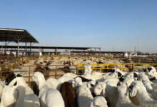 إلزام مشاريع الألبان والدواجن بالإفصاح عن استهلاك مضادات الميكروبات