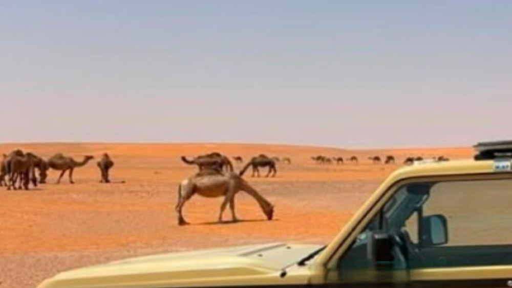 ضبط مخالف للرعي في محمية الإمام تركي بن عبدالله الملكية - إكس الأمن البيئي