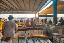 1,3 مليون كيلوجرام تمور في سوق جدة.. و«البيئة» تكثف رقابتها