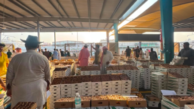 1,3 مليون كيلوجرام تمور في سوق جدة.. و«البيئة» تكثف رقابتها