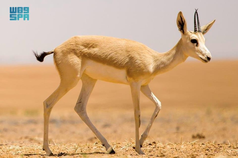 محمية الملك سلمان بن عبدالعزيز الملكية ملاذ آمن وبيئة خصبة لتكاثر غزال الريم - واس