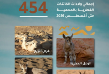 454 ولادة بمحمية الملك سلمان الملكية تؤكد نجاح برامجها البيئية