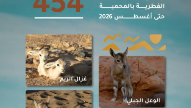 454 ولادة بمحمية الملك سلمان الملكية تؤكد نجاح برامجها البيئية