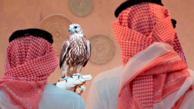 غدًا.. مزاد المركز الوطني للصقور يبدأ استقبال صقور الطرح المحلي