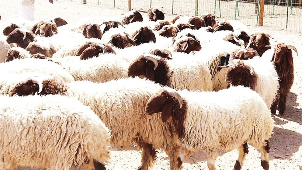 استيراد المواشي الحية للمملكة.. 100 رأس للأفراد كل 6 أشهر وفحوص إلزامية للسودان والصومال وجيبوتي - أرشيفية